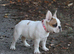 Fully Trained Adult French Bulldogs