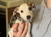8 week old Lurcher for sale