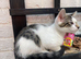 kittens available