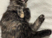 1 kitten left Beautiful playful kittens ready now