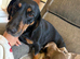 Beautiful Dachshund boys!