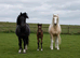 Filly part bred cob