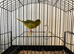 2024 green fife cock