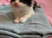 Female Kitten