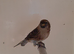 2 hen redpoll