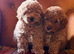 Toy poodle males