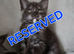 Gorgeous pedigree kittens