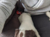 Working cooker spaniel