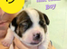 French Bulldog x puppies for sale