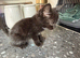1 beautiful black kitten