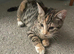 Kitten for sale
