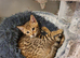 Stunning Pedigree Bengal Kittens.