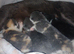 Beautiful kittens