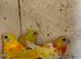 Red opaline parakeet for sale