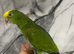 Hand-Rearing Baby Friendly Super Tame Cuddly Yellow Crown Amazon Parrot,31