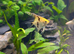 4 juvenile angels
