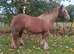 14hh 5 year old chestnut mare
