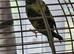Breeding pair Budgies