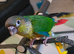 Handreared Cheeky Conures!