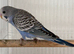 2 beautiful baby budgies