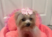 True Tea cup Yorkshire Terrier
