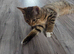 Pixie bob mixed kittens ready now