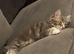 Beautiful baby mainecoon kitten