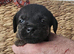 KC registered Border terrier pups