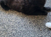 Kitten