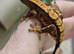 Crested Gecko Babies