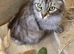 3 x 2year old female maine coon cats