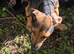 Jack Russel X