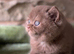 Stunning British shorthair - last two !