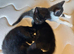 Kittens for sale
