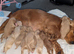 Cockerpoo Puppies