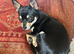 Black & Tan chihuahua Pup