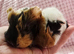 Sow pair