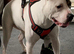 American bulldog full breed