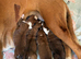 Boxer puppies KC registered - family home!