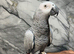 Handreared Uk Bred Tame Talking Congo African Grey Parrot