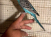 Baby budgies for sale £40 each collection mk404nn