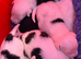 Old English Sheepdog x collie