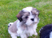 Lhasa X shihtzu pups