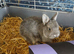 Grey Netherland dwarf female