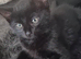 2 cute kittens (male)
