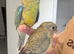 Young Red Rump Parrots