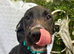 Female lurcher cross Labrador need a good home