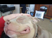 2 year old micro bully