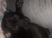 Roo pup rehoming