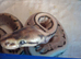 5x royal python hatchlings